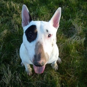 Old dogs can benefit greatly from dog training!