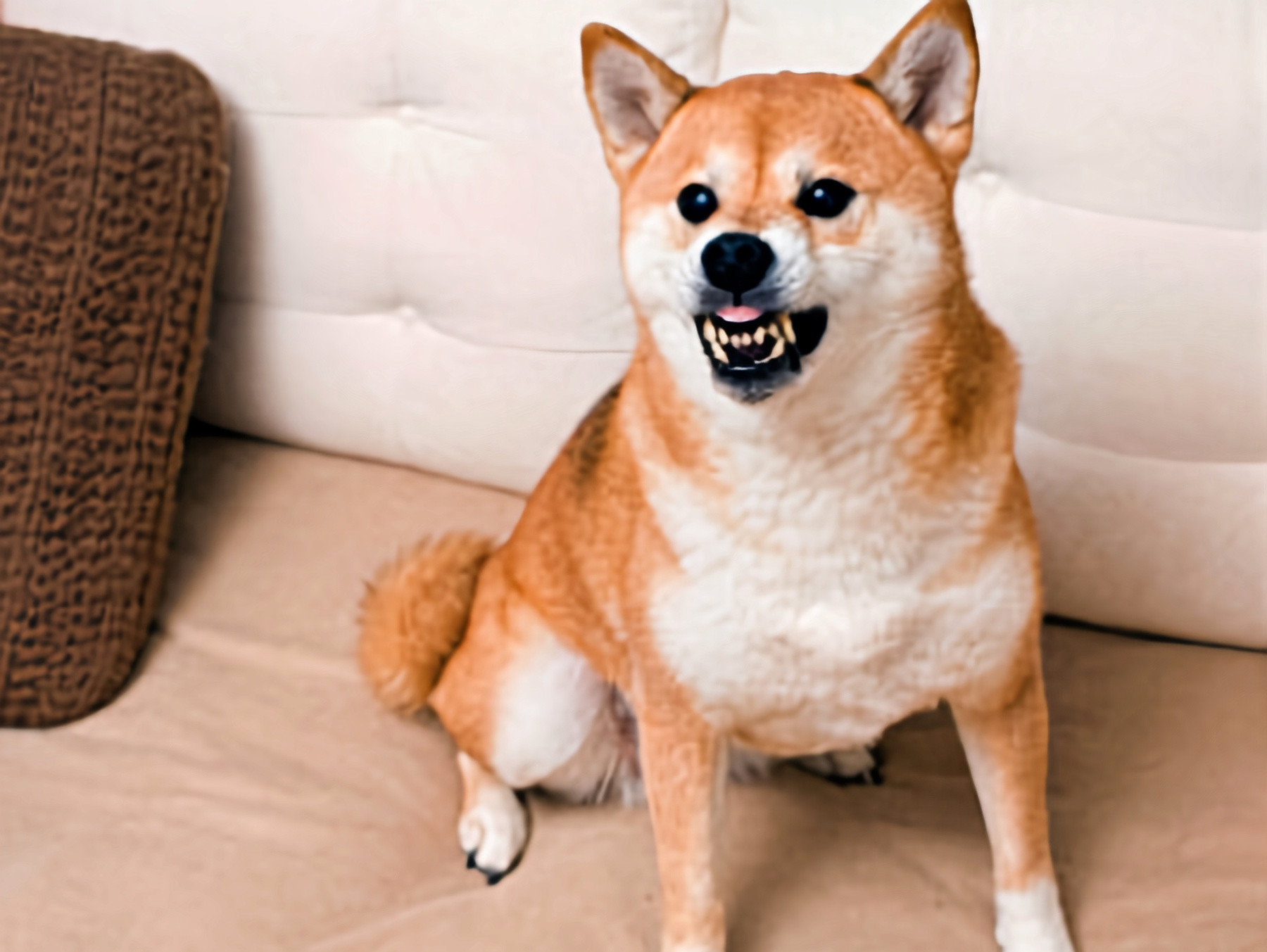 aggressive dog training aggressive dog training