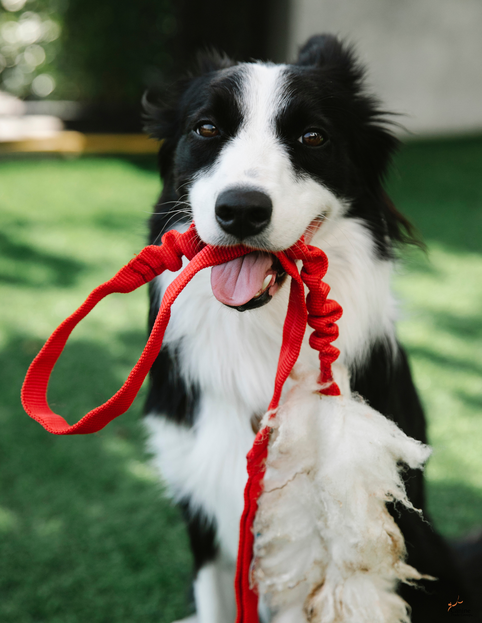 dog obedience training