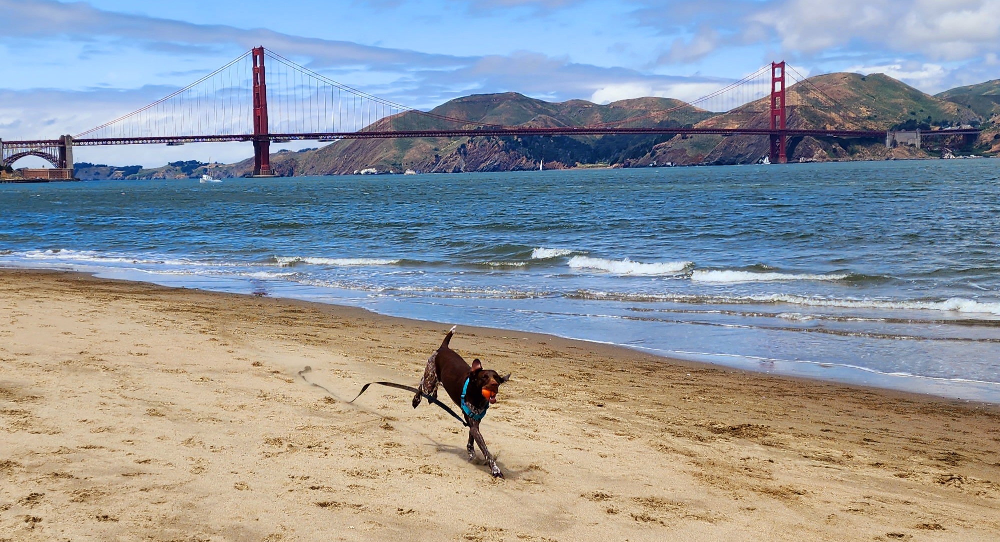 off-leash-training-bay-area